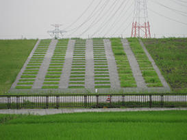 堤防植生フィールド試験