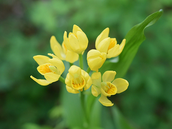 技術研究所の雑木林に咲くキンラン。黄金色の花を付けることからその名を由来する